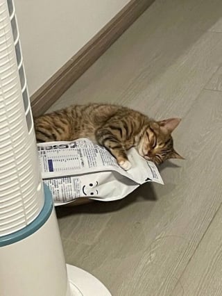 Illustration de l'article : 15 photos de chats si mignonnes qu’elles vous feront fondre le coeur