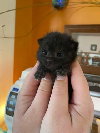 Illustration de l'article : 15 photos de chats si mignonnes qu’elles vous feront fondre le coeur