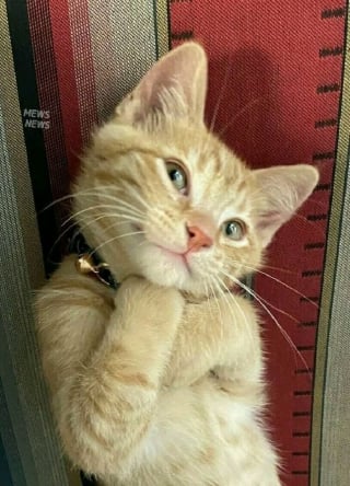 Illustration de l'article : 15 photos de chats si mignonnes qu’elles vous feront fondre le coeur