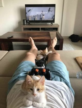Illustration de l'article : 15 photos de chats si mignonnes qu’elles vous feront fondre le coeur