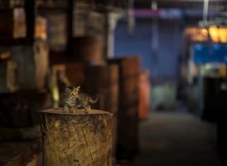 Illustration de l'article : 12 photos de chats errants immortalisés par un photographe de rue