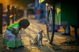 Illustration de l'article : 12 photos de chats errants immortalisés par un photographe de rue