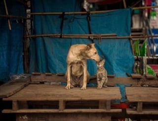 Illustration de l'article : 12 photos de chats errants immortalisés par un photographe de rue