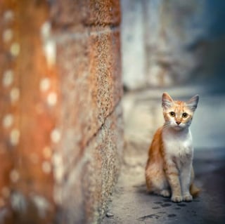 Illustration de l'article : 12 photos de chats errants immortalisés par un photographe de rue