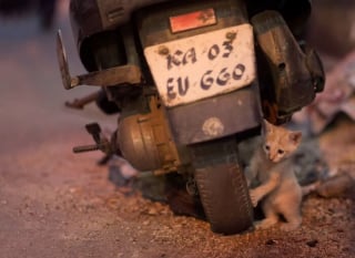 Illustration de l'article : 12 photos de chats errants immortalisés par un photographe de rue