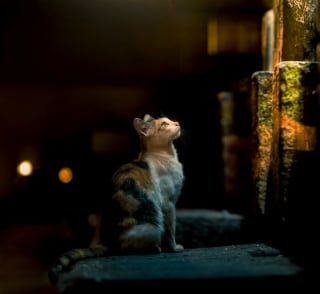 Illustration de l'article : 12 photos de chats errants immortalisés par un photographe de rue