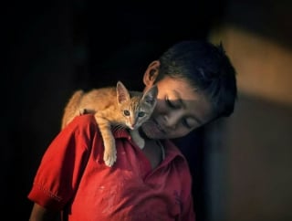 Illustration de l'article : 12 photos de chats errants immortalisés par un photographe de rue