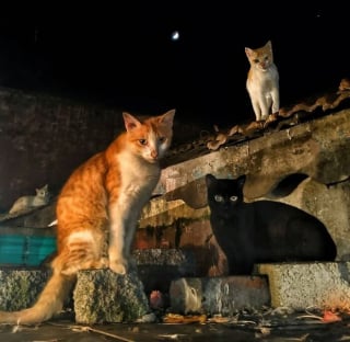 Illustration de l'article : 12 photos de chats errants immortalisés par un photographe de rue