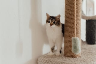 Illustration de l'article : 7 moyens d&rsquo;aider votre chat &agrave; se sentir en s&eacute;curit&eacute; avec vous