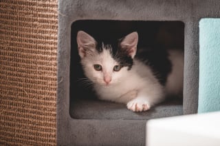 Illustration de l'article : 7 moyens d&rsquo;aider votre chat &agrave; se sentir en s&eacute;curit&eacute; avec vous