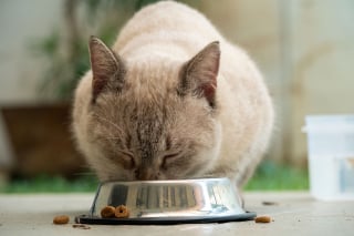 Illustration de l'article : 7 moyens d&rsquo;aider votre chat &agrave; se sentir en s&eacute;curit&eacute; avec vous