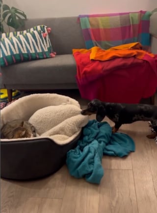 Illustration de l'article : 11 chiens pris en flagrant délit de bêtise et qui n’ont même pas honte