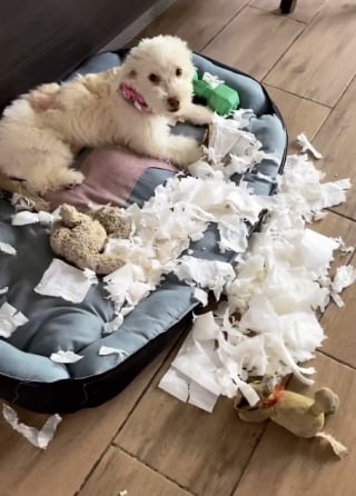 Illustration de l'article : 11 chiens pris en flagrant délit de bêtise et qui n’ont même pas honte