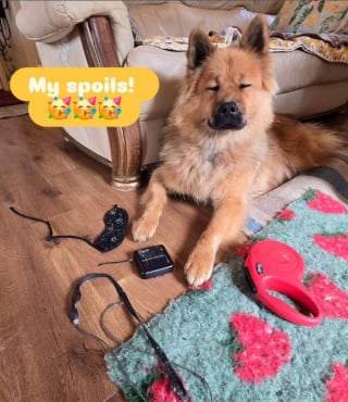 Illustration de l'article : 11 chiens pris en flagrant délit de bêtise et qui n’ont même pas honte
