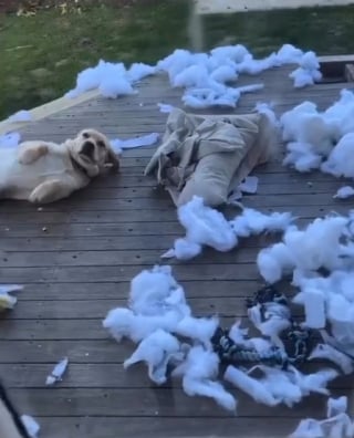 Illustration de l'article : 11 chiens pris en flagrant délit de bêtise et qui n’ont même pas honte