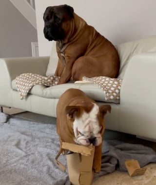 Illustration de l'article : 11 chiens pris en flagrant délit de bêtise et qui n’ont même pas honte