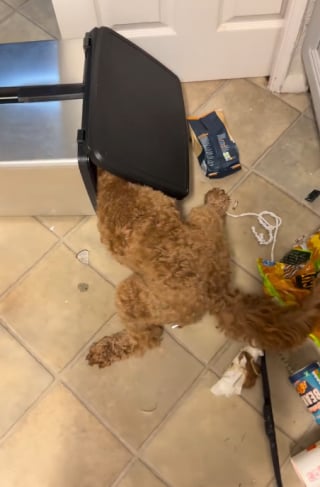 Illustration de l'article : 11 chiens pris en flagrant délit de bêtise et qui n’ont même pas honte