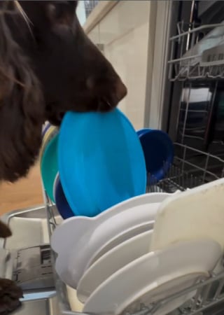 Illustration de l'article : 11 chiens pris en flagrant délit de bêtise et qui n’ont même pas honte