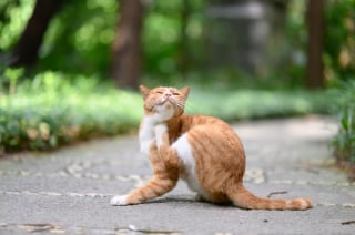 Illustration de l'article : Les huiles essentielles contre les puces sont-elles sans danger pour les chats ?