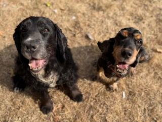Illustration de l'article : Transform&eacute;s par leur toilettage, ces 3 chiens sauv&eacute;s de la n&eacute;gligence dont 2 Cockers ins&eacute;parables esp&egrave;rent une seconde chance