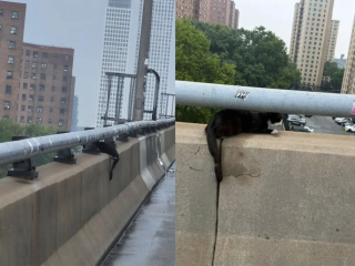 Illustration de l'article : Apr&egrave;s son sauvetage p&eacute;rilleux sur un pont, ce chat devient le chouchou du personnel du refuge avec son &eacute;tonnante petite manie