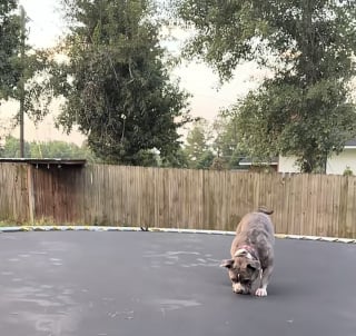 Illustration de l'article : En l'absence de sa famille, ce chien transforme le trampoline en terrain de jeu et passe des heures à sauter dessus (vidéo)