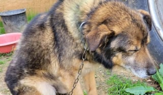 Illustration de l'article : Sauv&eacute; et adopt&eacute; apr&egrave;s avoir &eacute;t&eacute; encha&icirc;n&eacute; dehors toute sa vie, ce chien aide d&eacute;sormais sa bienfaitrice &agrave; accueillir d'autres animaux en d&eacute;tresse