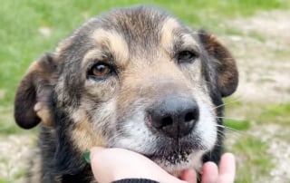 Illustration de l'article : Sauv&eacute; et adopt&eacute; apr&egrave;s avoir &eacute;t&eacute; encha&icirc;n&eacute; dehors toute sa vie, ce chien aide d&eacute;sormais sa bienfaitrice &agrave; accueillir d'autres animaux en d&eacute;tresse