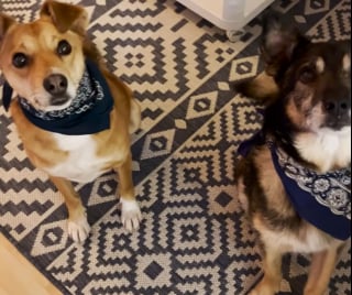 Illustration de l'article : Sauv&eacute; et adopt&eacute; apr&egrave;s avoir &eacute;t&eacute; encha&icirc;n&eacute; dehors toute sa vie, ce chien aide d&eacute;sormais sa bienfaitrice &agrave; accueillir d'autres animaux en d&eacute;tresse