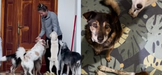 Illustration de l'article : Sauv&eacute; et adopt&eacute; apr&egrave;s avoir &eacute;t&eacute; encha&icirc;n&eacute; dehors toute sa vie, ce chien aide d&eacute;sormais sa bienfaitrice &agrave; accueillir d'autres animaux en d&eacute;tresse