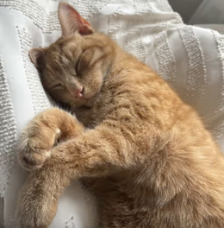 Illustration de l'article : « Ce n'est pas réel », la maîtresse d’un chat roux est hilare lorsqu’une petite fille vient sonner à la porte pour jouer avec lui (vidéo)
