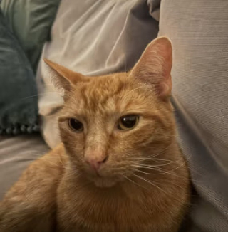 Illustration de l'article : « Ce n'est pas réel », la maîtresse d’un chat roux est hilare lorsqu’une petite fille vient sonner à la porte pour jouer avec lui (vidéo)
