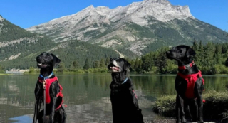 Illustration de l'article : Ces Labradors reniflent les bateaux &agrave; la recherche de moules capables de ravager l&rsquo;&eacute;cosyst&egrave;me des lacs de leur r&eacute;gion (vid&eacute;o)