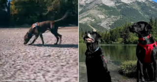 Illustration de l'article : Ces Labradors reniflent les bateaux &agrave; la recherche de moules capables de ravager l&rsquo;&eacute;cosyst&egrave;me des lacs de leur r&eacute;gion (vid&eacute;o)