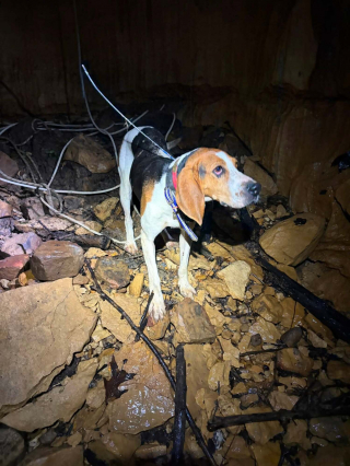 Illustration de l'article : Une chienne survit &agrave; une chute de 15 m&egrave;tres dans une grotte puis est remont&eacute;e &agrave; la surface par un secouriste et un sp&eacute;l&eacute;ologue