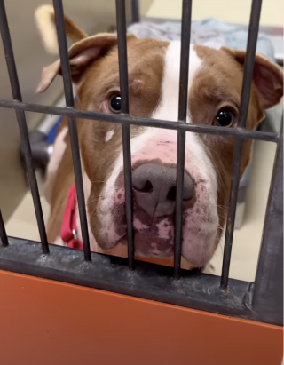 Illustration de l'article : Une simple journ&eacute;e au parc et une vid&eacute;o changent le destin de ce vieux Pitbull que personne ne voulait adopter