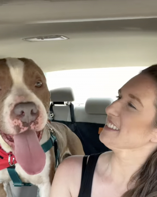 Illustration de l'article : Une simple journ&eacute;e au parc et une vid&eacute;o changent le destin de ce vieux Pitbull que personne ne voulait adopter