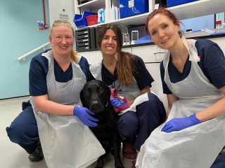 Illustration de l'article : Apr&egrave;s 4 heures d&rsquo;op&eacute;ration et 5 jours de soins intensifs, ce Labrador survit &agrave; la perforation de son ulc&egrave;re 