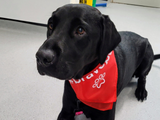 Illustration de l'article : Apr&egrave;s 4 heures d&rsquo;op&eacute;ration et 5 jours de soins intensifs, ce Labrador survit &agrave; la perforation de son ulc&egrave;re 