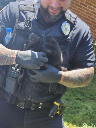 Illustration de l'article : Coinc&eacute; dans la porti&egrave;re d&rsquo;une voiture, un minuscule chaton noir est sauv&eacute; gr&acirc;ce &agrave; l&rsquo;intervention minutieuse des pompiers et de la police