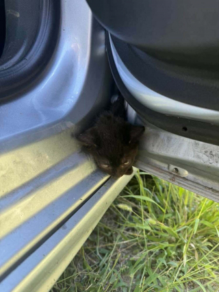 Illustration de l'article : Coinc&eacute; dans la porti&egrave;re d&rsquo;une voiture, un minuscule chaton noir est sauv&eacute; gr&acirc;ce &agrave; l&rsquo;intervention minutieuse des pompiers et de la police