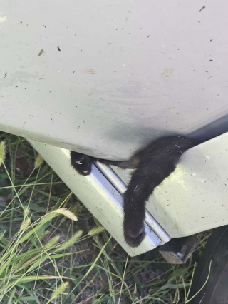Illustration de l'article : Coinc&eacute; dans la porti&egrave;re d&rsquo;une voiture, un minuscule chaton noir est sauv&eacute; gr&acirc;ce &agrave; l&rsquo;intervention minutieuse des pompiers et de la police
