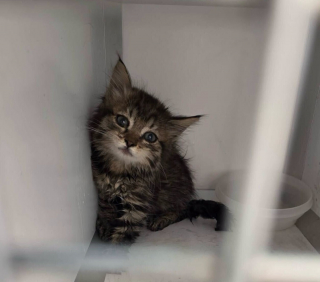 Illustration de l'article : A peine sorti du moteur d'une voiture par les pompiers et les policiers municipaux, ce chaton a rejoint sa famille adoptive