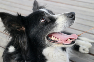 Illustration de l'article : A N&icirc;mes, un Border Collie et un chat sont sauv&eacute;s apr&egrave;s 4 jours enferm&eacute;s sans eau ni nourriture dans un appartement insalubre