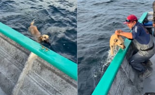 Illustration de l'article : Des pêcheurs sauvent un chien retrouvé seul dans l'océan à 1,5 kilomètre du rivage et le ramènent à son propriétaire (vidéo)