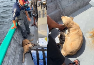 Illustration de l'article : Des pêcheurs sauvent un chien retrouvé seul dans l'océan à 1,5 kilomètre du rivage et le ramènent à son propriétaire (vidéo)
