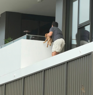 Illustration de l'article : Un garçon de seulement 12 ans escalade un immeuble pour sauver un chiot en détresse coincé sur une corniche