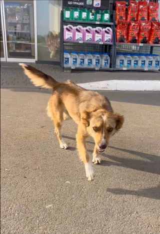 Illustration de l'article : Abandonnée dans une station-service avec son ami félin cette chienne courait vers chaque voiture pour être sauvée