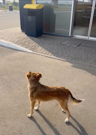Illustration de l'article : Abandonnée dans une station-service avec son ami félin cette chienne courait vers chaque voiture pour être sauvée