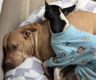 Illustration de l'article : Anxieuse dans sa famille d'accueil cette chienne se blottit contre un Pitbull pour se rassurer (vidéo)